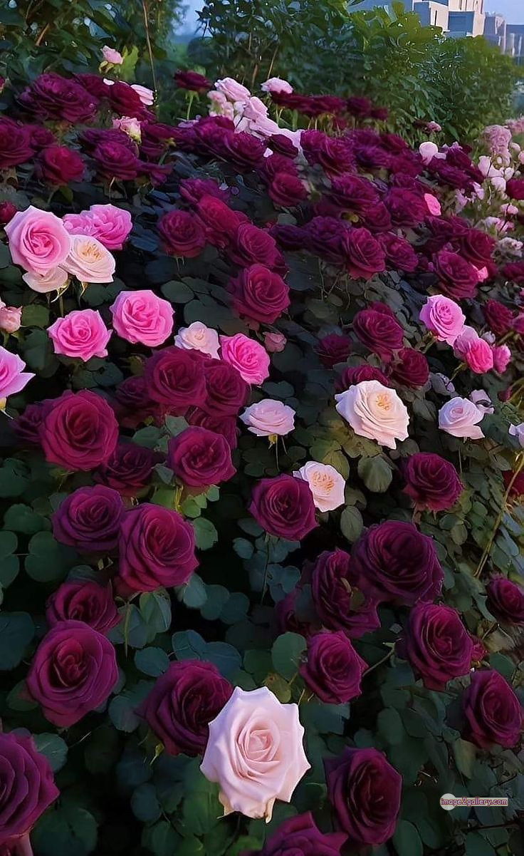 3300+ Beautiful Rose Flowers Image | Rose Flower HD Pic Download | 934 garden roses -(5)