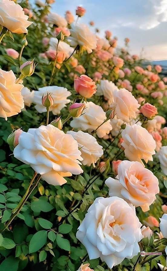 3300+ Beautiful Rose Flowers Image | Rose Flower HD Pic Download | 679 garden roses -(7)
