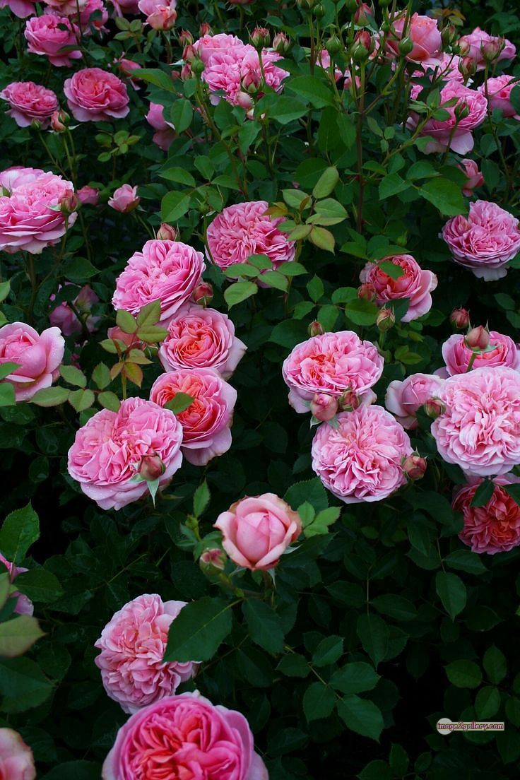 3300+ Beautiful Rose Flowers Image | Rose Flower HD Pic Download | 475 good rose flower -(1)