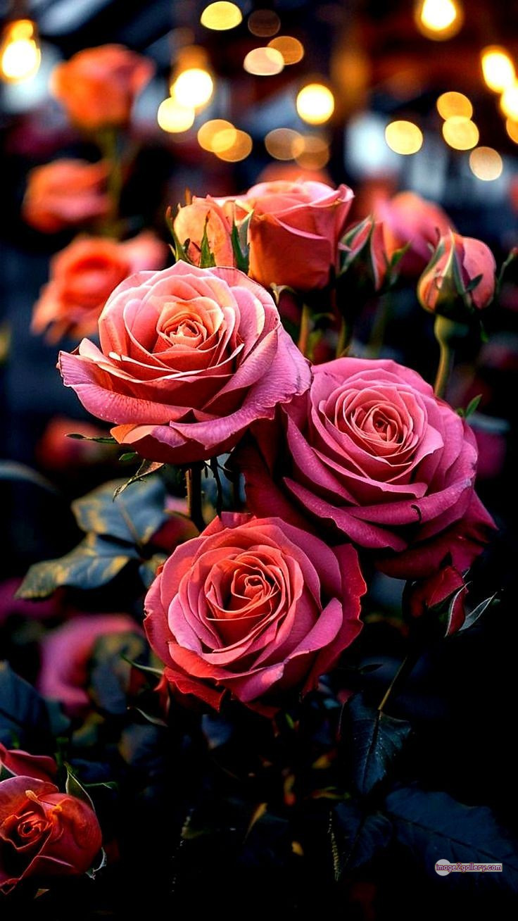 3300+ Beautiful Rose Flowers Image | Rose Flower HD Pic Download | 2896 good rose flower -(10)