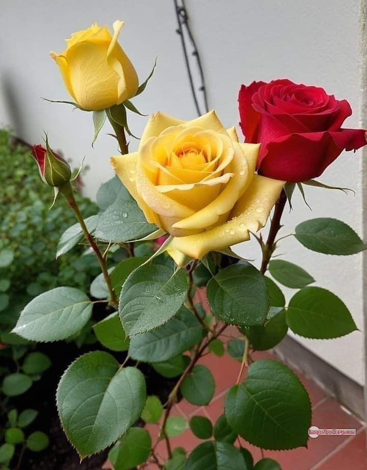 3300+ Beautiful Rose Flowers Image | Rose Flower HD Pic Download | 474 good rose flower -(12)