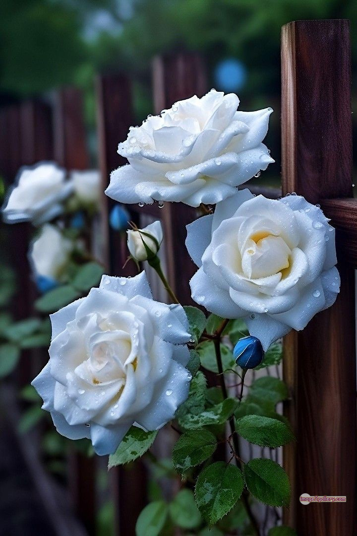 3300+ Beautiful Rose Flowers Image | Rose Flower HD Pic Download | 408 good rose flower -(15)