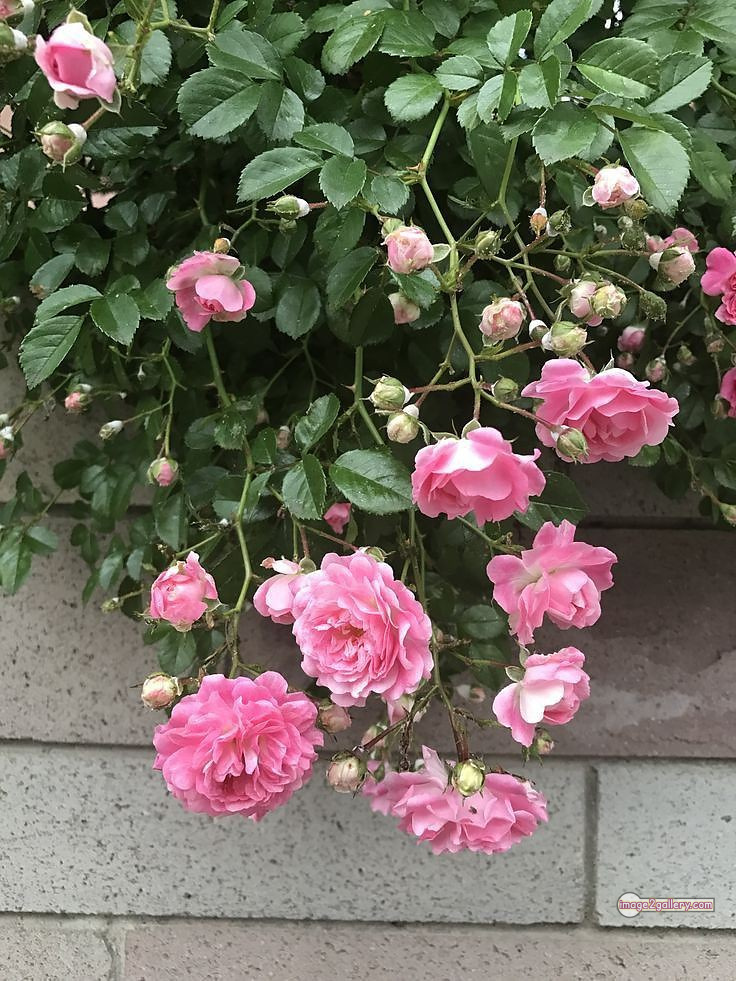 3300+ Beautiful Rose Flowers Image | Rose Flower HD Pic Download | 513 good rose flower -(17)