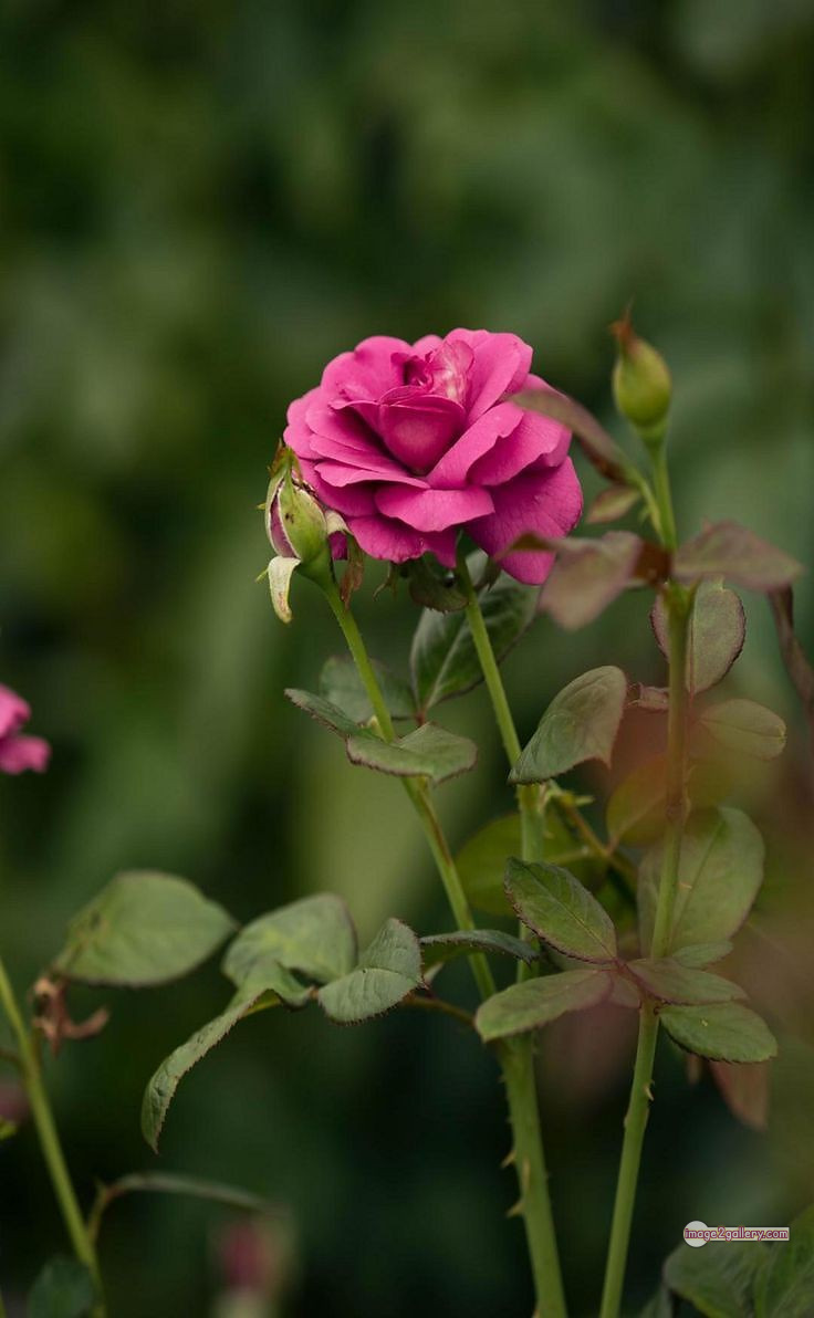 3300+ Beautiful Rose Flowers Image | Rose Flower HD Pic Download | 2895 good rose flower -(18)
