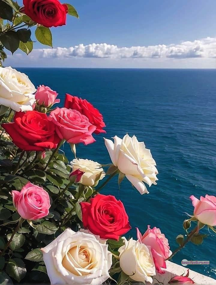 3300+ Beautiful Rose Flowers Image | Rose Flower HD Pic Download | 338 good rose flower -(2)