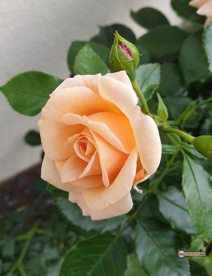 3300+ Beautiful Rose Flowers Image | Rose Flower HD Pic Download | 410 good rose flower -(20)