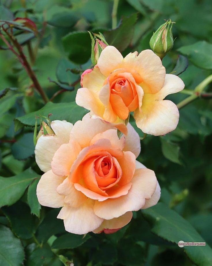3300+ Beautiful Rose Flowers Image | Rose Flower HD Pic Download | 2849 good rose flower -(21)