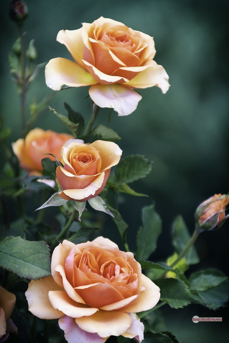 3300+ Beautiful Rose Flowers Image | Rose Flower HD Pic Download | 1392 good rose flower -(22)