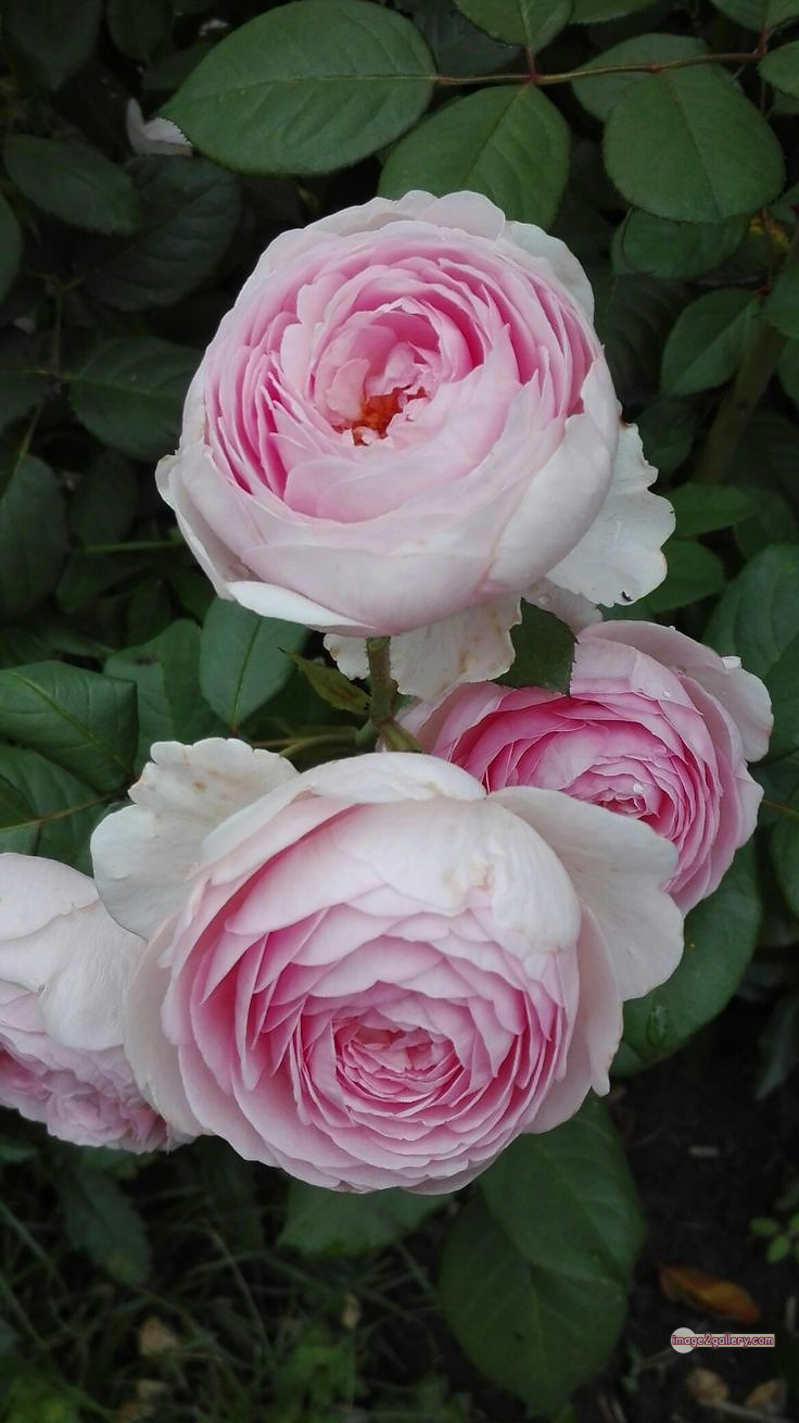 3300+ Beautiful Rose Flowers Image | Rose Flower HD Pic Download | 2915 good rose flower -(23)
