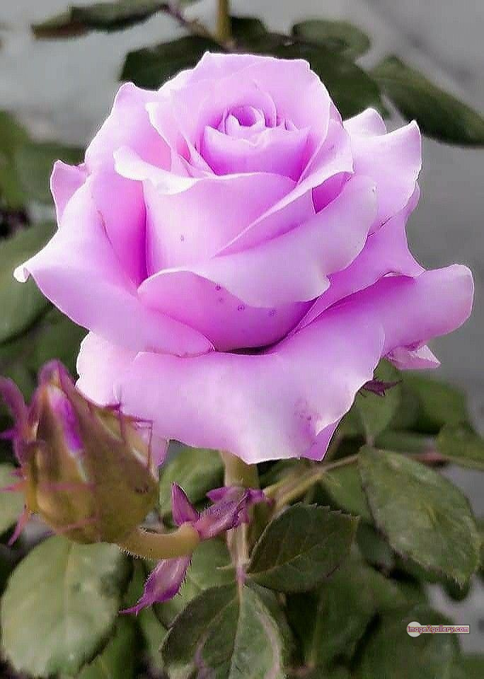 3300+ Beautiful Rose Flowers Image | Rose Flower HD Pic Download | 411 good rose flower -(25)