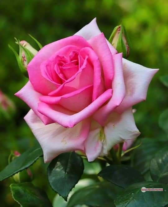 3300+ Beautiful Rose Flowers Image | Rose Flower HD Pic Download | 31 good rose flower -(26)
