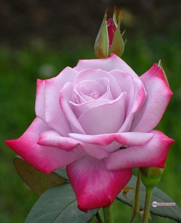 3300+ Beautiful Rose Flowers Image | Rose Flower HD Pic Download | 339 good rose flower -(28)