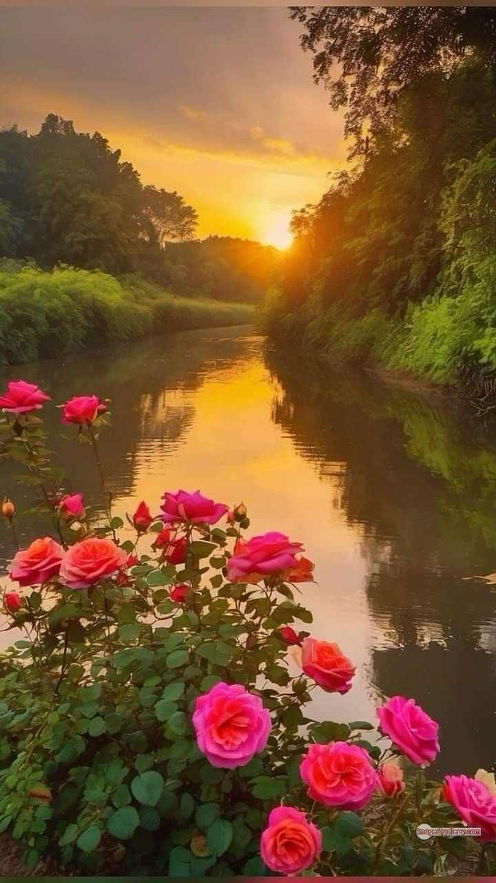 3300+ Beautiful Rose Flowers Image | Rose Flower HD Pic Download | 413 good rose flower -(3)