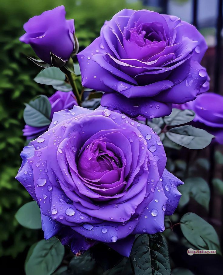 3300+ Beautiful Rose Flowers Image | Rose Flower HD Pic Download | 32 good rose flower -(30)
