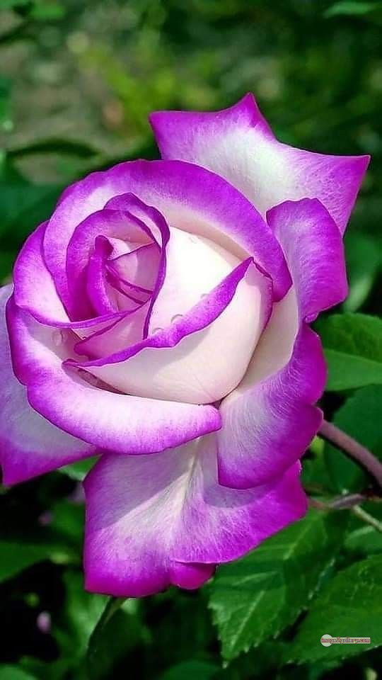3300+ Beautiful Rose Flowers Image | Rose Flower HD Pic Download | 119 good rose flower -(31)