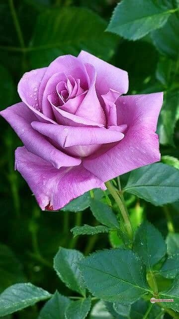 3300+ Beautiful Rose Flowers Image | Rose Flower HD Pic Download | 116 good rose flower -(32)