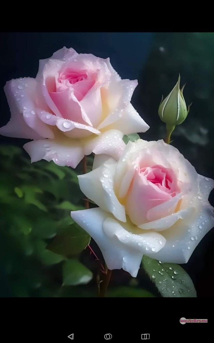 3300+ Beautiful Rose Flowers Image | Rose Flower HD Pic Download | 504 good rose flower -(33)