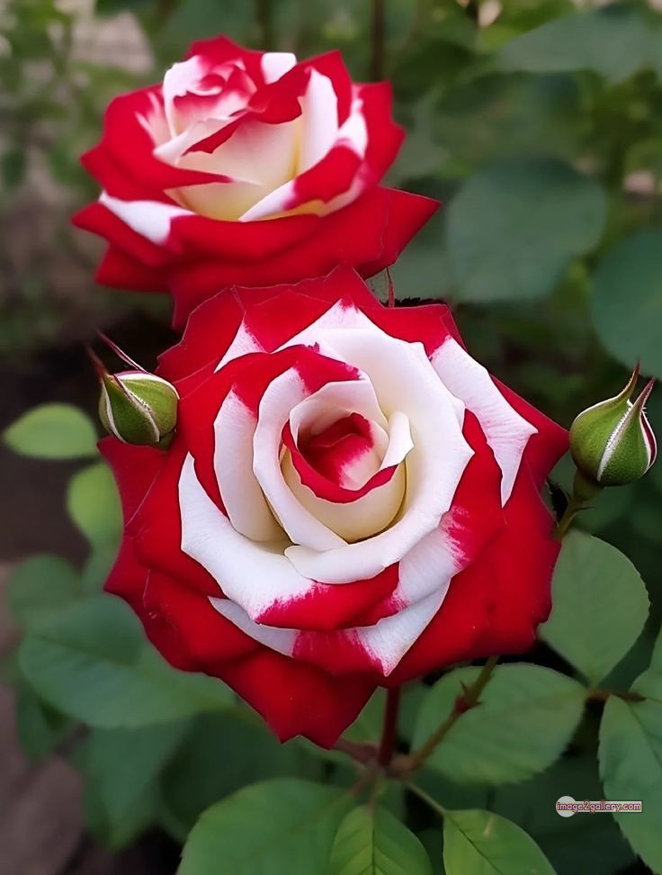 3300+ Beautiful Rose Flowers Image | Rose Flower HD Pic Download | 3052 good rose flower -(34)