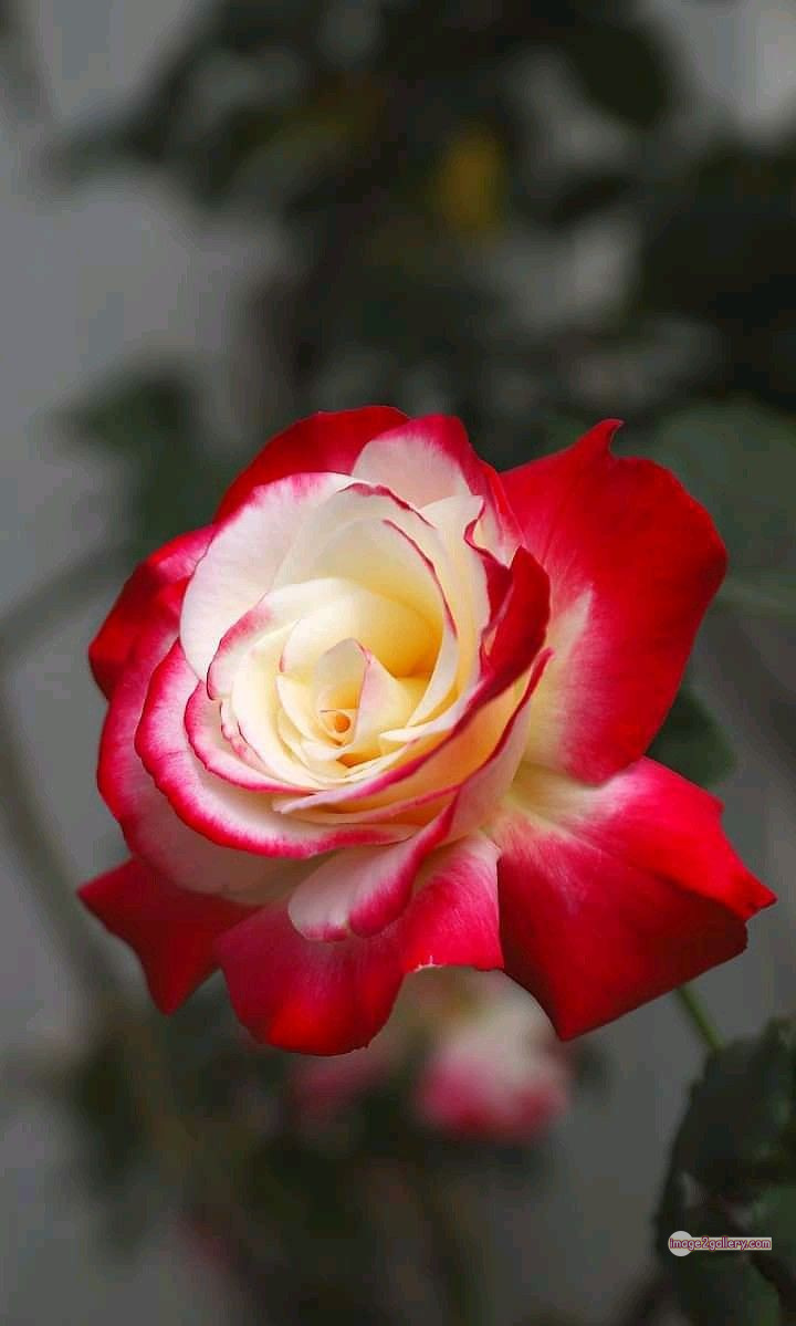 3300+ Beautiful Rose Flowers Image | Rose Flower HD Pic Download | 115 good rose flower -(36)