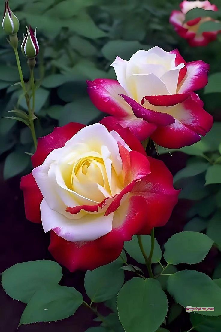 3300+ Beautiful Rose Flowers Image | Rose Flower HD Pic Download | 2823 good rose flower -(37)