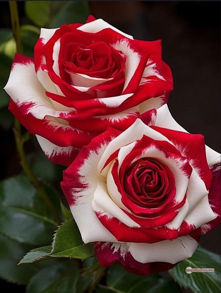 3300+ Beautiful Rose Flowers Image | Rose Flower HD Pic Download | 3049 good rose flower -(39)