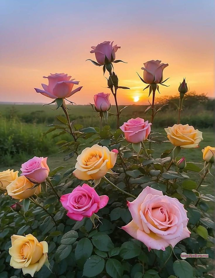 3300+ Beautiful Rose Flowers Image | Rose Flower HD Pic Download | 412 good rose flower -(4)