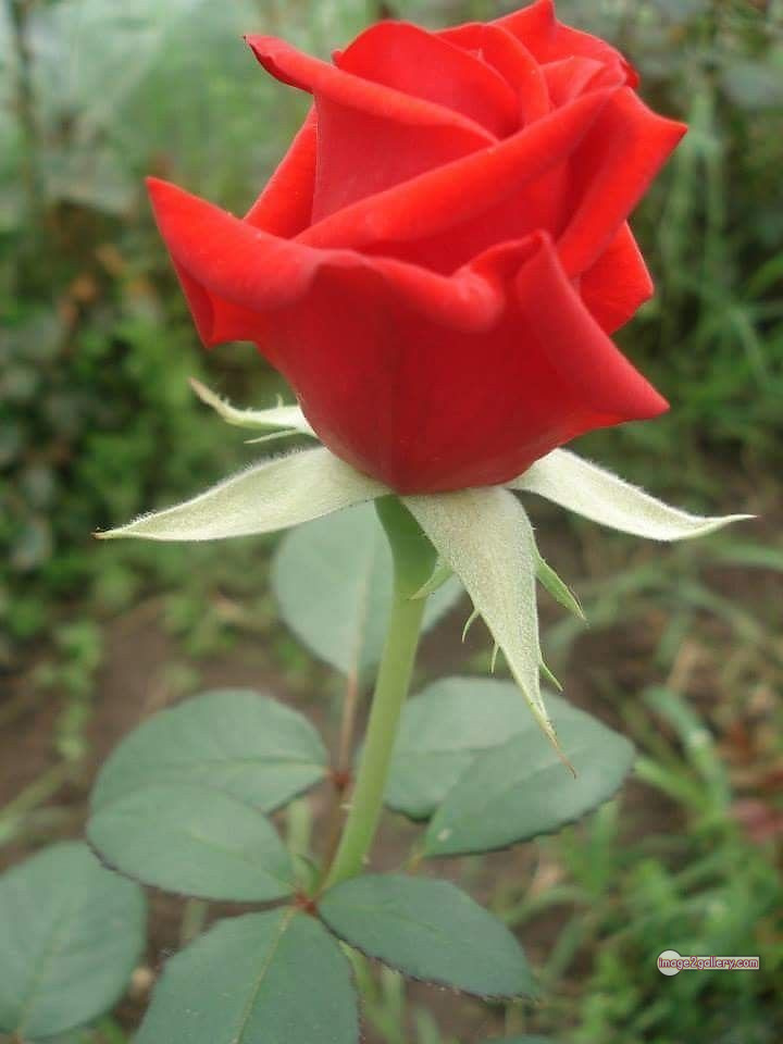 3300+ Beautiful Rose Flowers Image | Rose Flower HD Pic Download | 113 good rose flower -(41)