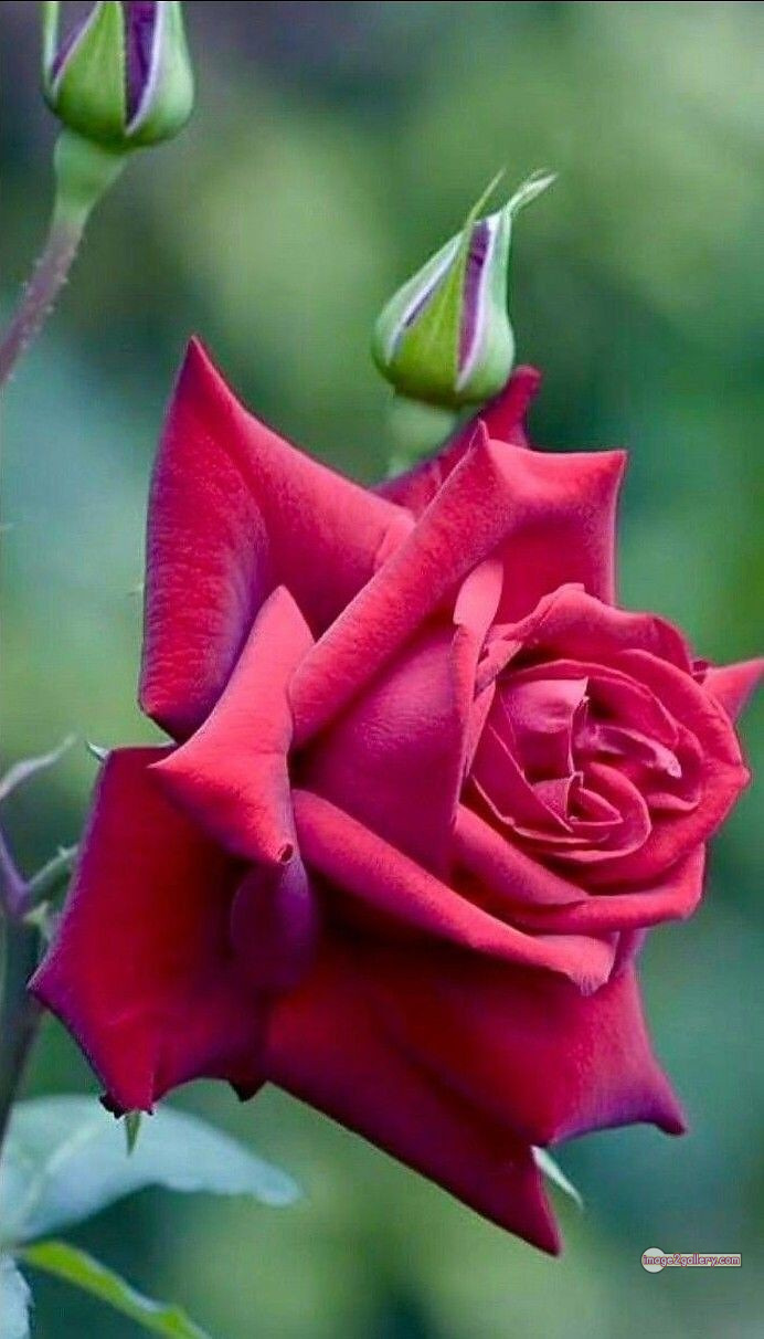 3300+ Beautiful Rose Flowers Image | Rose Flower HD Pic Download | 114 good rose flower -(42)
