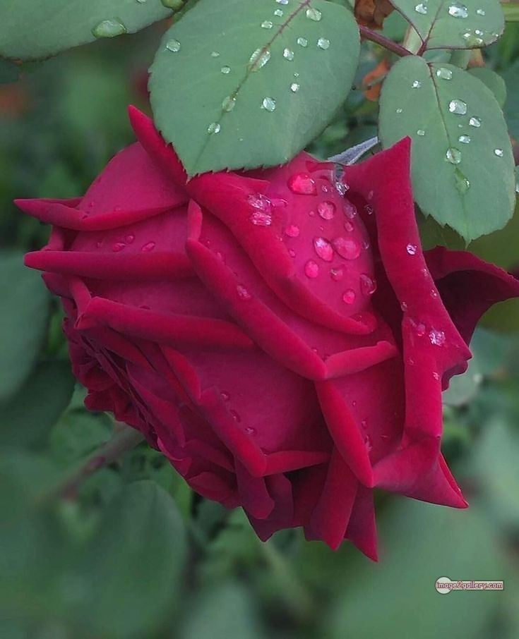 3300+ Beautiful Rose Flowers Image | Rose Flower HD Pic Download | 2824 good rose flower -(43)