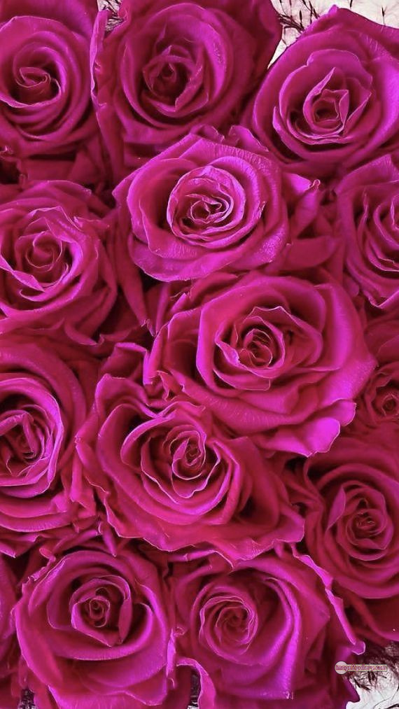3300+ Beautiful Rose Flowers Image | Rose Flower HD Pic Download | 267 good rose flower -(45)