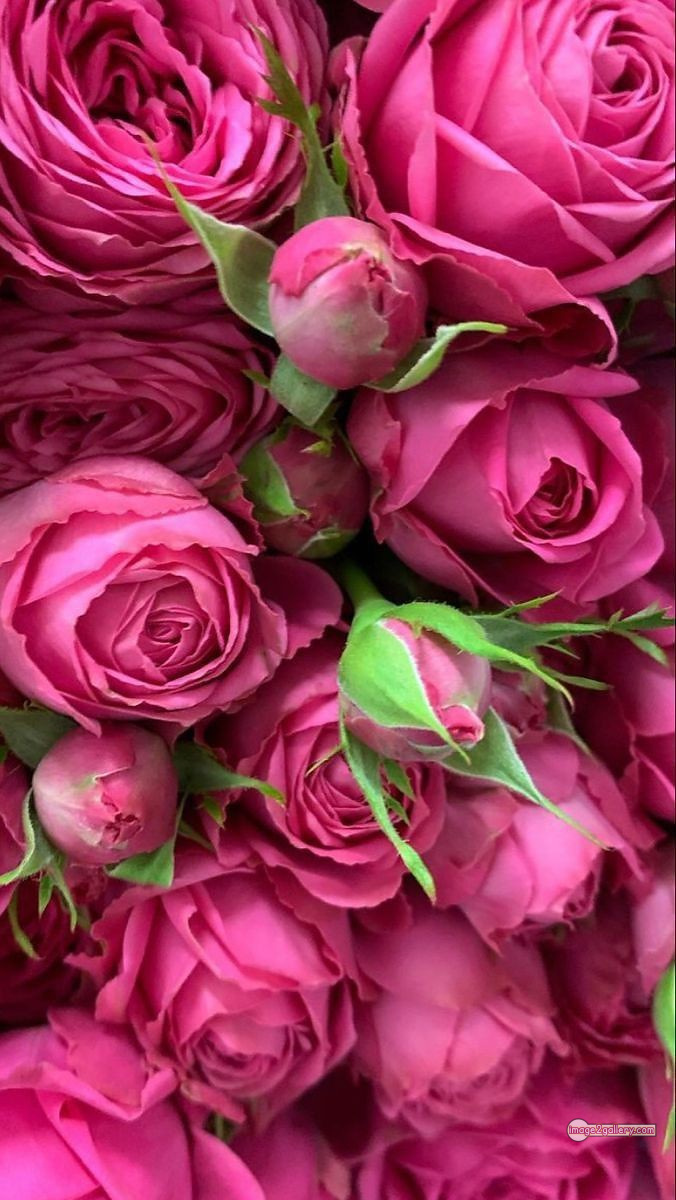 3300+ Beautiful Rose Flowers Image | Rose Flower HD Pic Download | 268 good rose flower -(46)