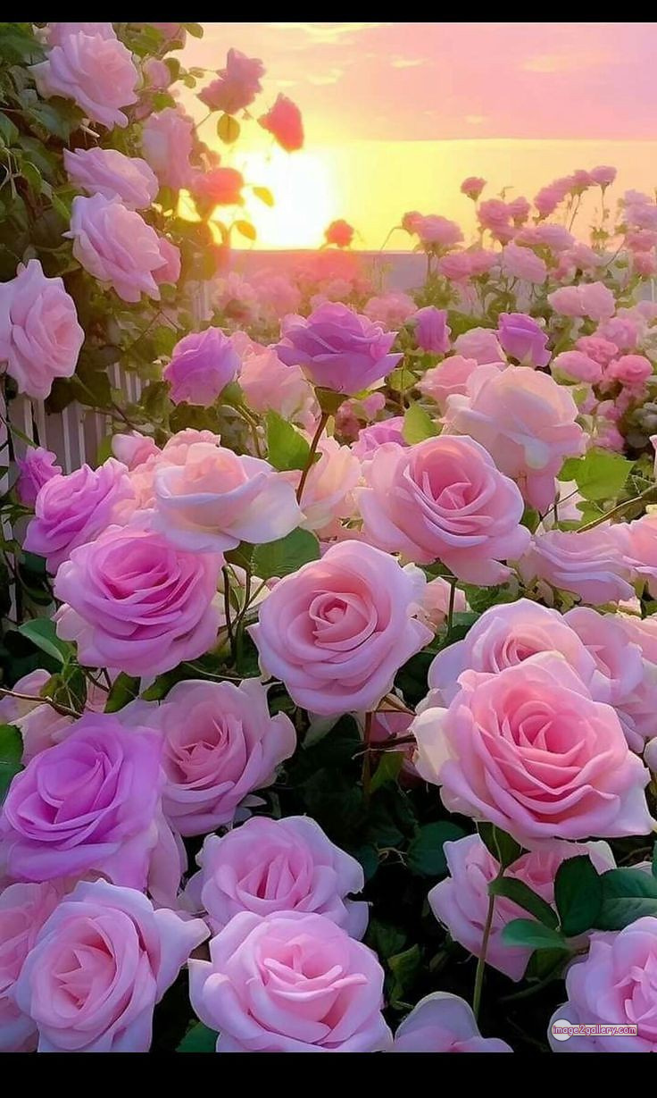 3300+ Beautiful Rose Flowers Image | Rose Flower HD Pic Download | 112 good rose flower -(48)