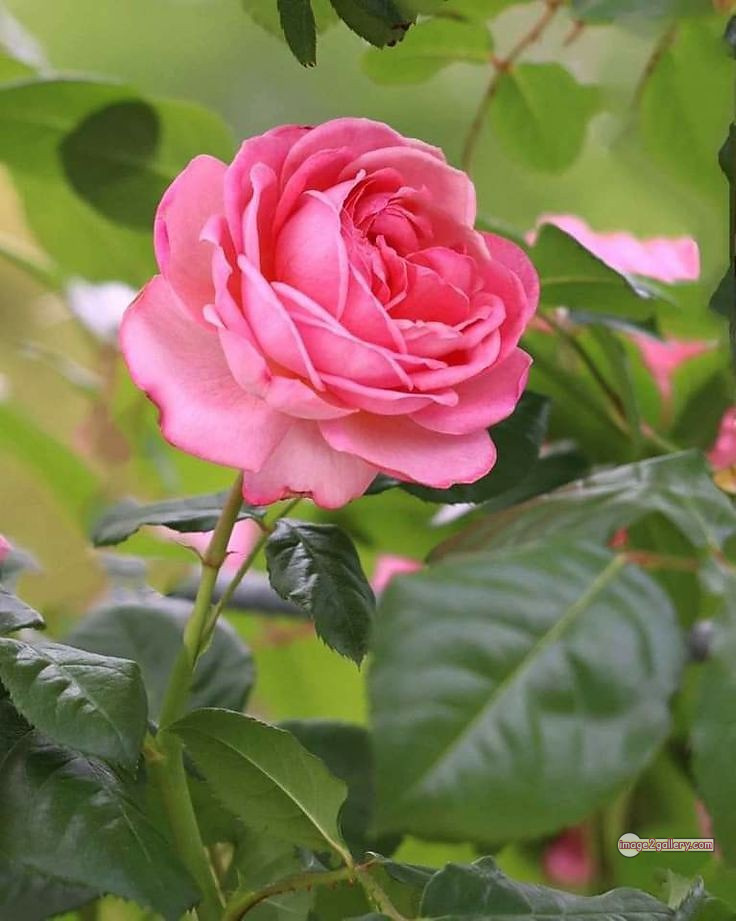 3300+ Beautiful Rose Flowers Image | Rose Flower HD Pic Download | 118 good rose flower -(49)