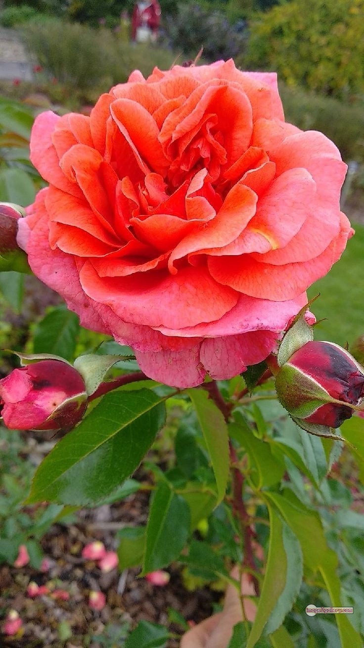 3300+ Beautiful Rose Flowers Image | Rose Flower HD Pic Download | 2897 good rose flower -(5)