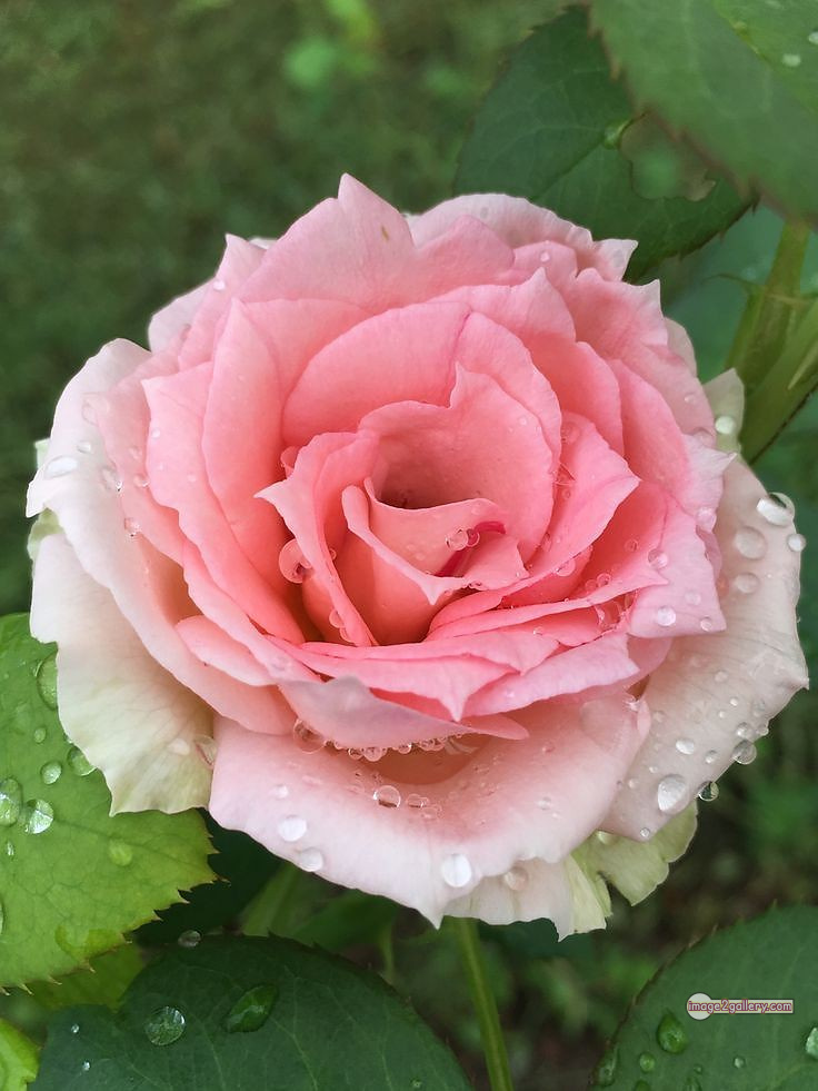 3300+ Beautiful Rose Flowers Image | Rose Flower HD Pic Download | 162 good rose flower -(50)