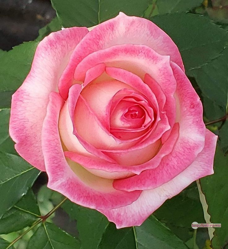 3300+ Beautiful Rose Flowers Image | Rose Flower HD Pic Download | 473 good rose flower -(51)