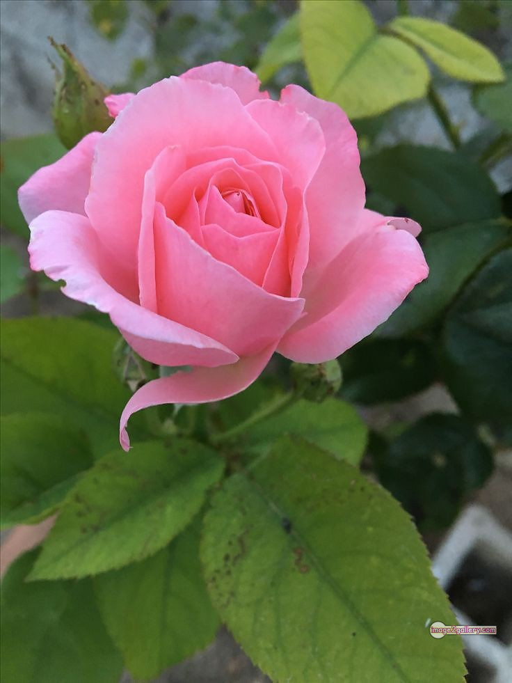 3300+ Beautiful Rose Flowers Image | Rose Flower HD Pic Download | 3076 good rose flower -(52)