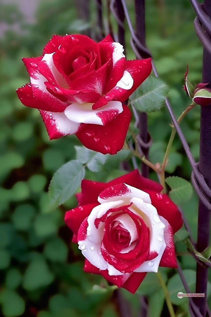 3300+ Beautiful Rose Flowers Image | Rose Flower HD Pic Download | 511 good rose flower -(6)