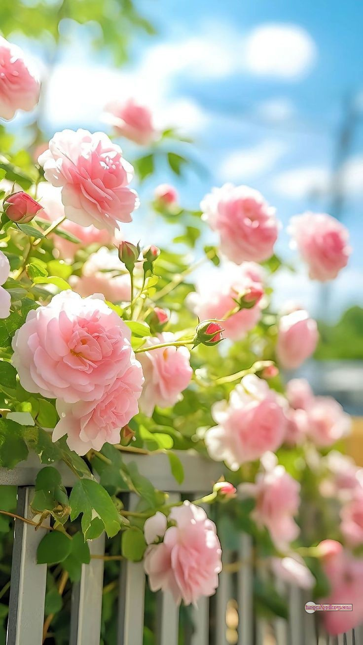 3300+ Beautiful Rose Flowers Image | Rose Flower HD Pic Download | 117 good rose flower -(8)