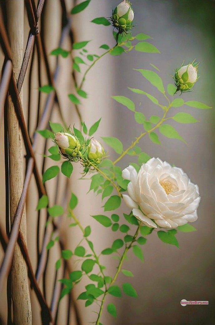 3300+ Beautiful Rose Flowers Image | Rose Flower HD Pic Download | 33 good rose flower -(9)