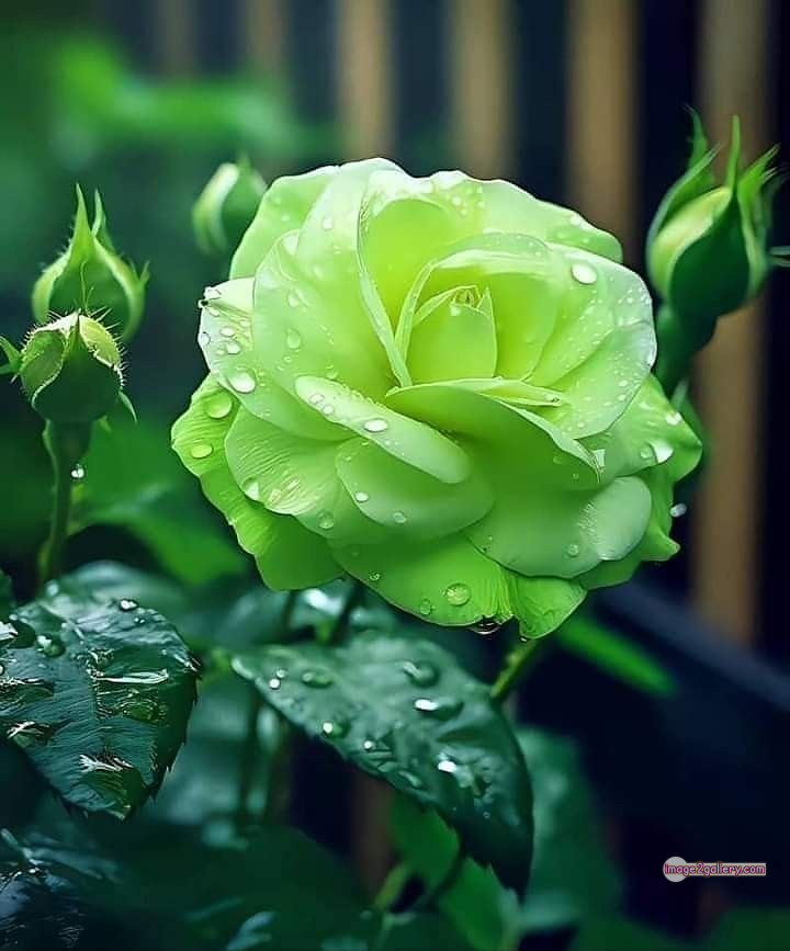 3300+ Beautiful Rose Flowers Image | Rose Flower HD Pic Download | 1634 green roses -(1)