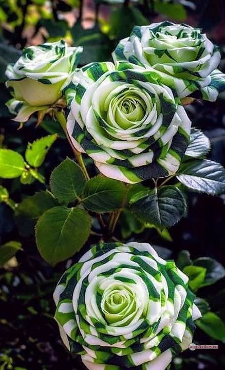 3300+ Beautiful Rose Flowers Image | Rose Flower HD Pic Download | 936 green roses -(10)