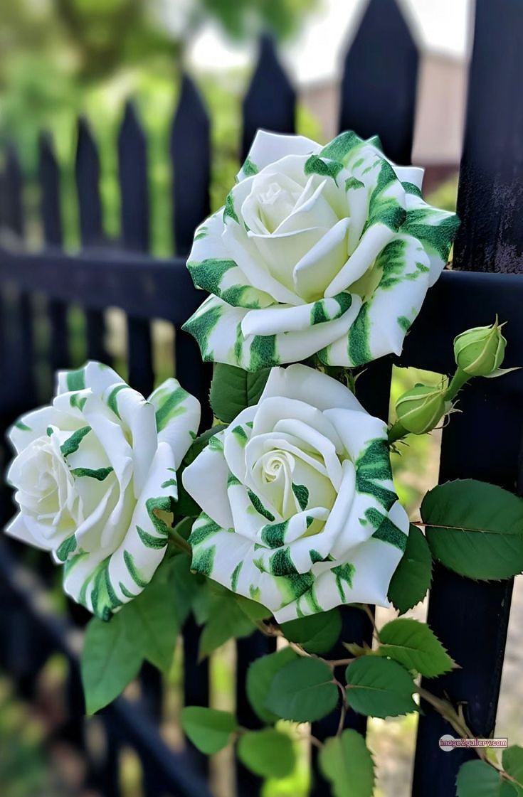 3300+ Beautiful Rose Flowers Image | Rose Flower HD Pic Download | 22 green roses -(13)