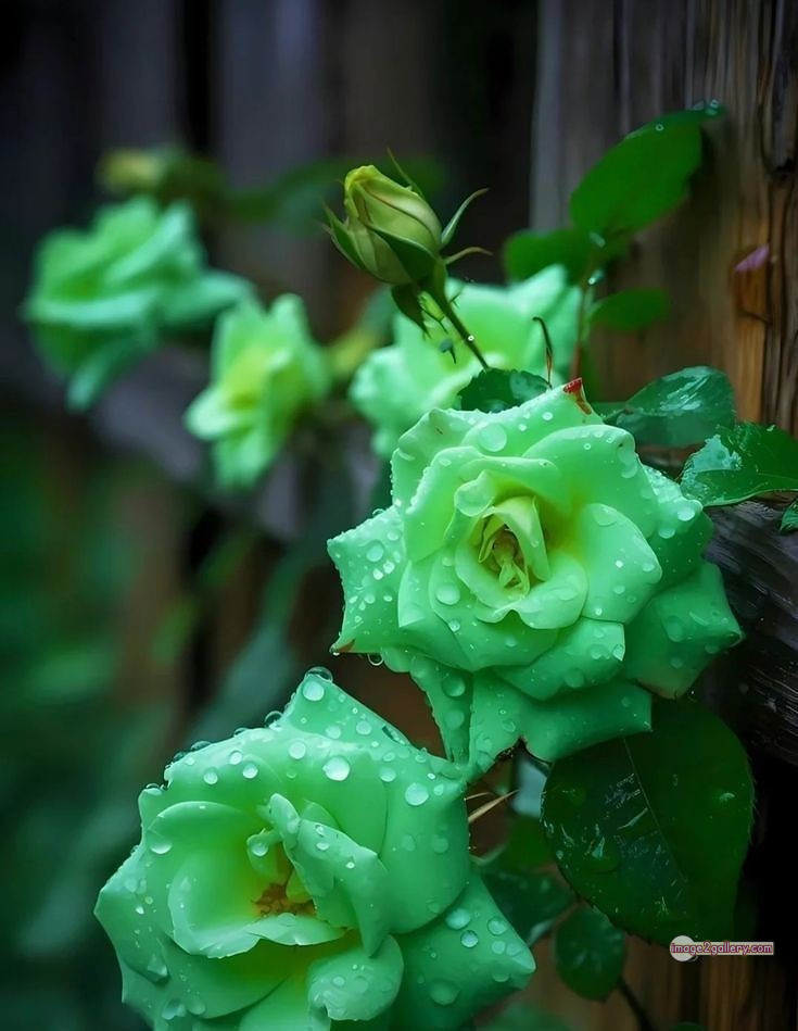 3300+ Beautiful Rose Flowers Image | Rose Flower HD Pic Download | 21 green roses -(2)