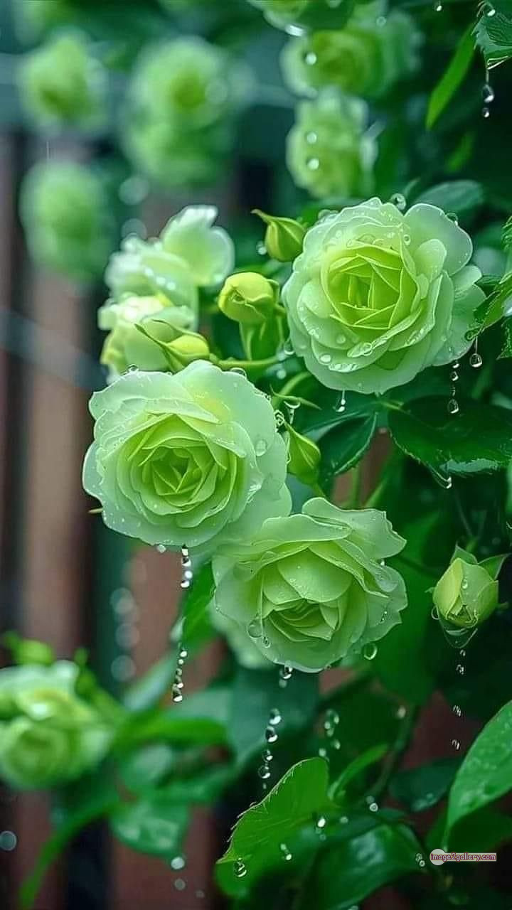3300+ Beautiful Rose Flowers Image | Rose Flower HD Pic Download | 245 green roses -(23)