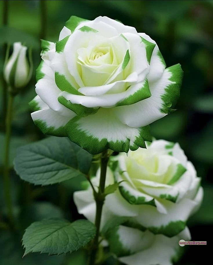 3300+ Beautiful Rose Flowers Image | Rose Flower HD Pic Download | 18 green roses -(6)