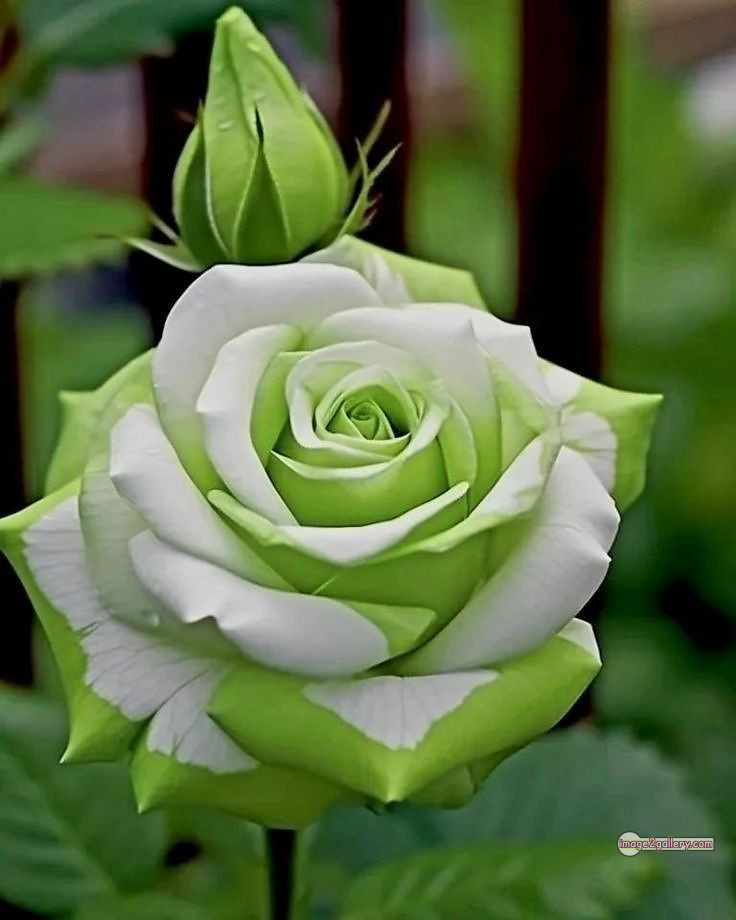 3300+ Beautiful Rose Flowers Image | Rose Flower HD Pic Download | 1328 green roses -(7)