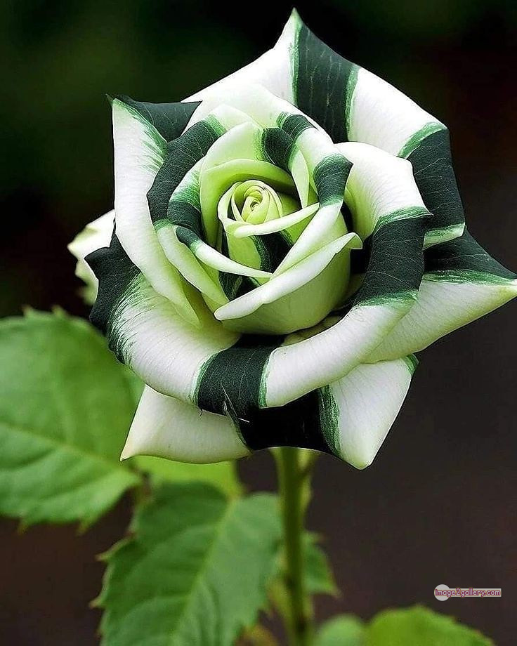 3300+ Beautiful Rose Flowers Image | Rose Flower HD Pic Download | 1325 green roses -(8)