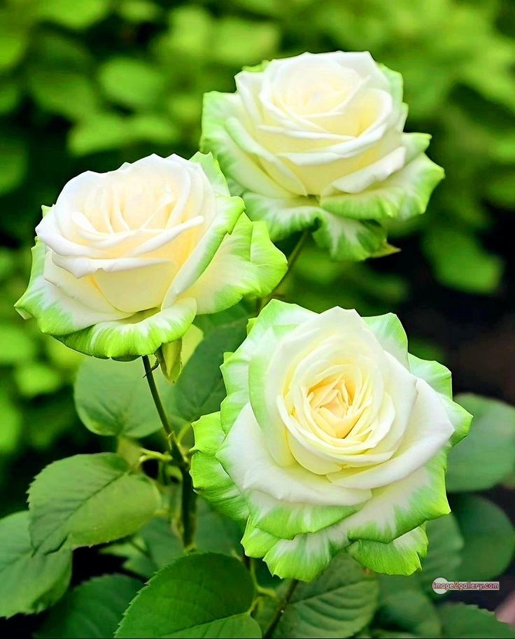 3300+ Beautiful Rose Flowers Image | Rose Flower HD Pic Download | 576 green roses -(9)