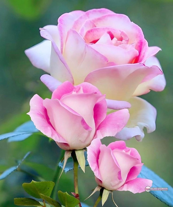 3300+ Beautiful Rose Flowers Image | Rose Flower HD Pic Download | 1266 gulab ka phool -